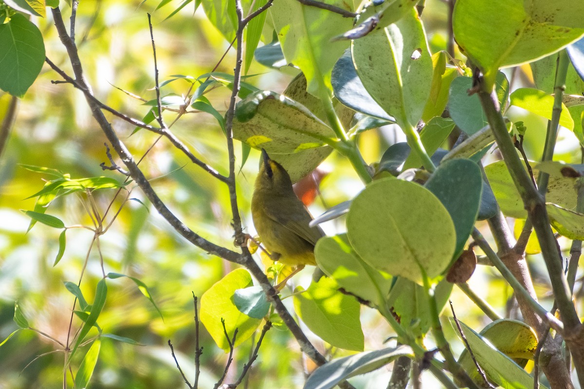 Pale-legged Warbler - Michael Herrera