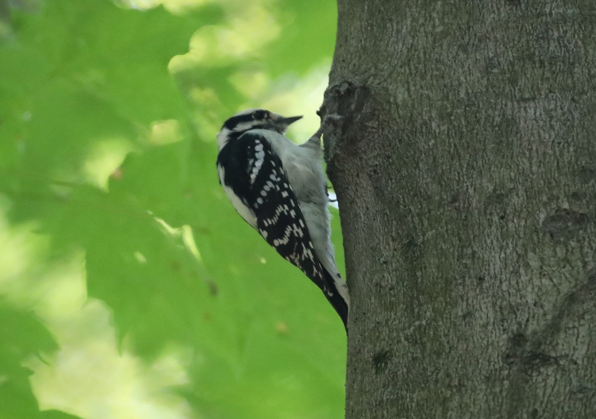 Downy Woodpecker - ML610082091