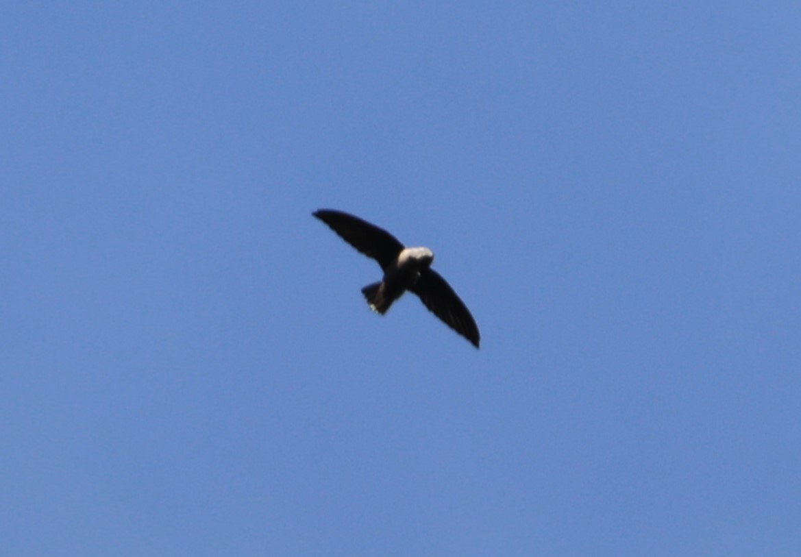 Chimney Swift - ML610082117