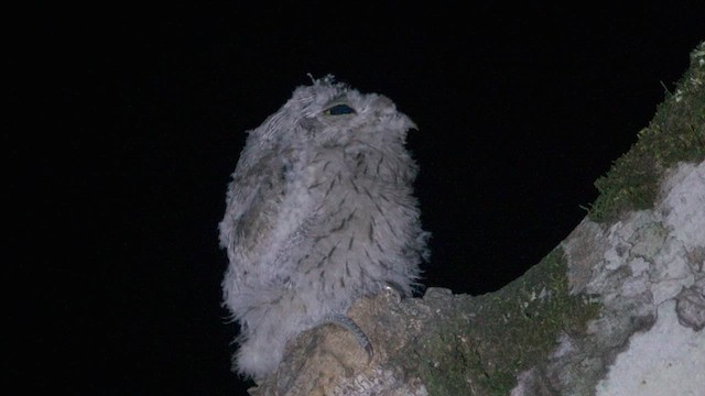 Common Potoo - ML610082131