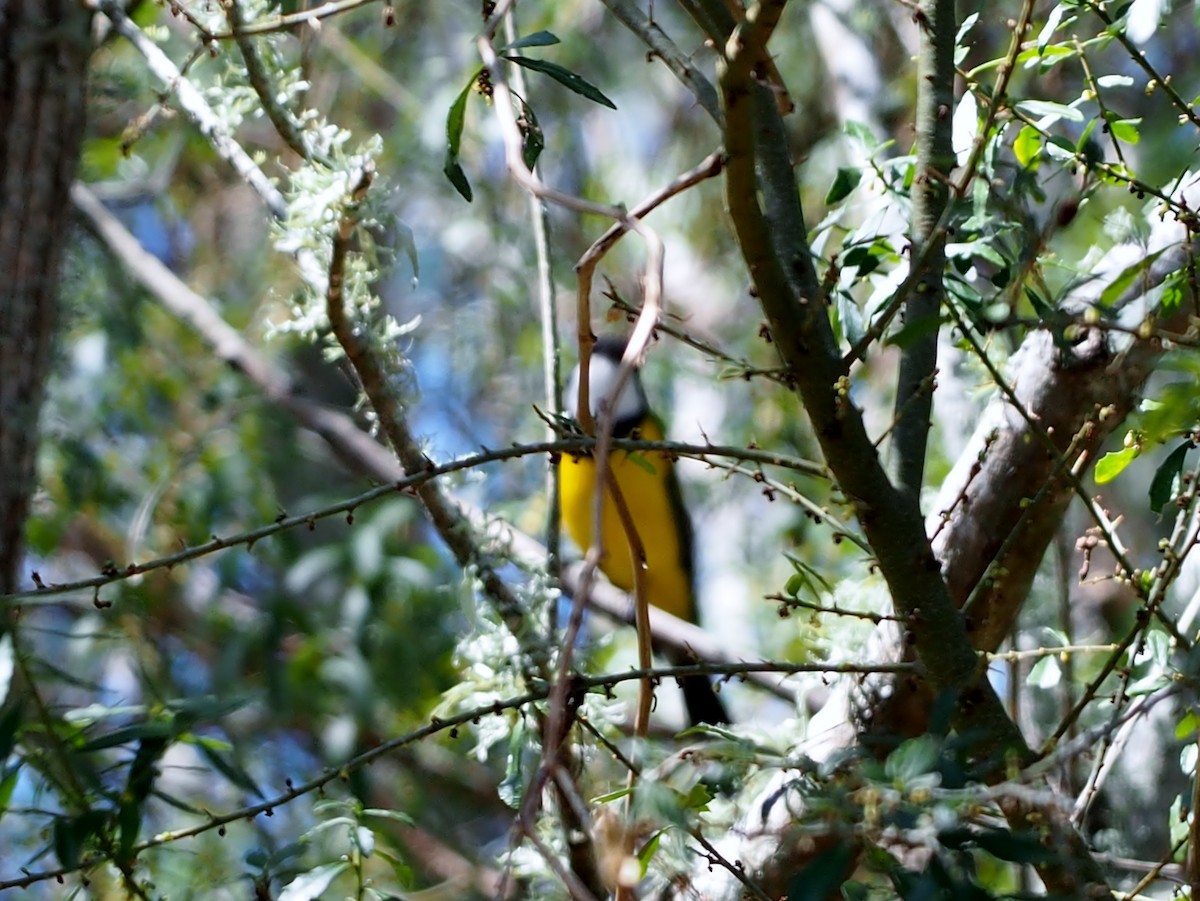 Golden Whistler (Eastern) - ML610082134