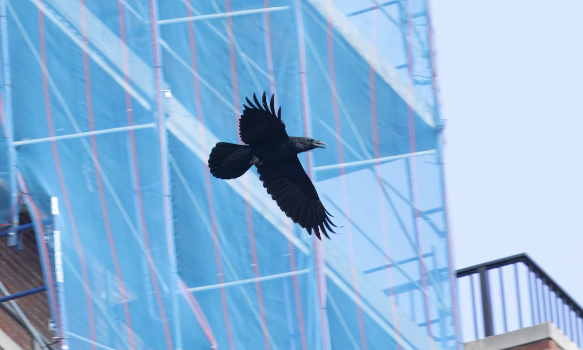 Common Raven - ML610082152