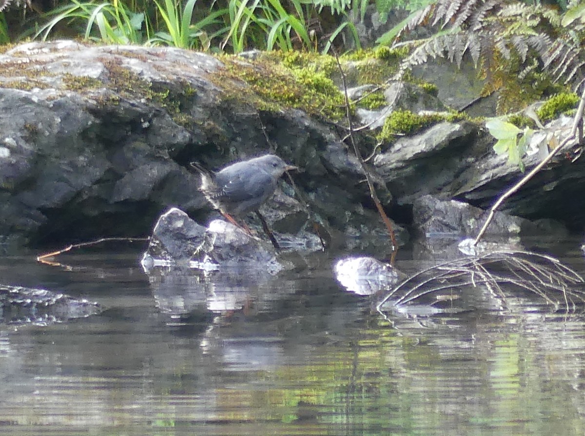 American Dipper - ML610082162