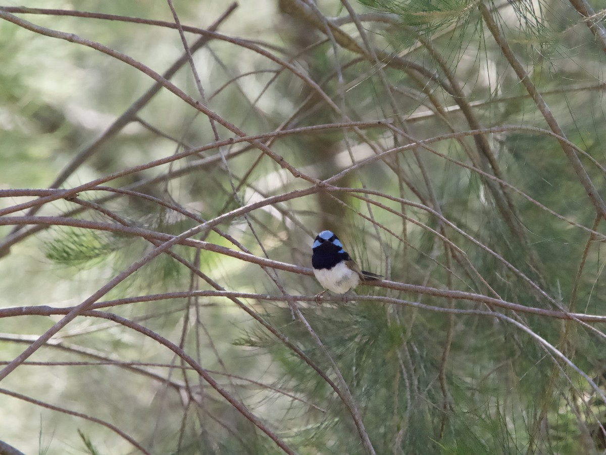 Superb Fairywren - ML610082169