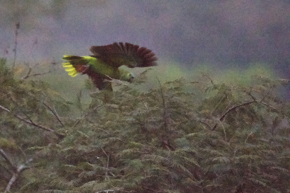 Turquoise-fronted Parrot - ML610082199