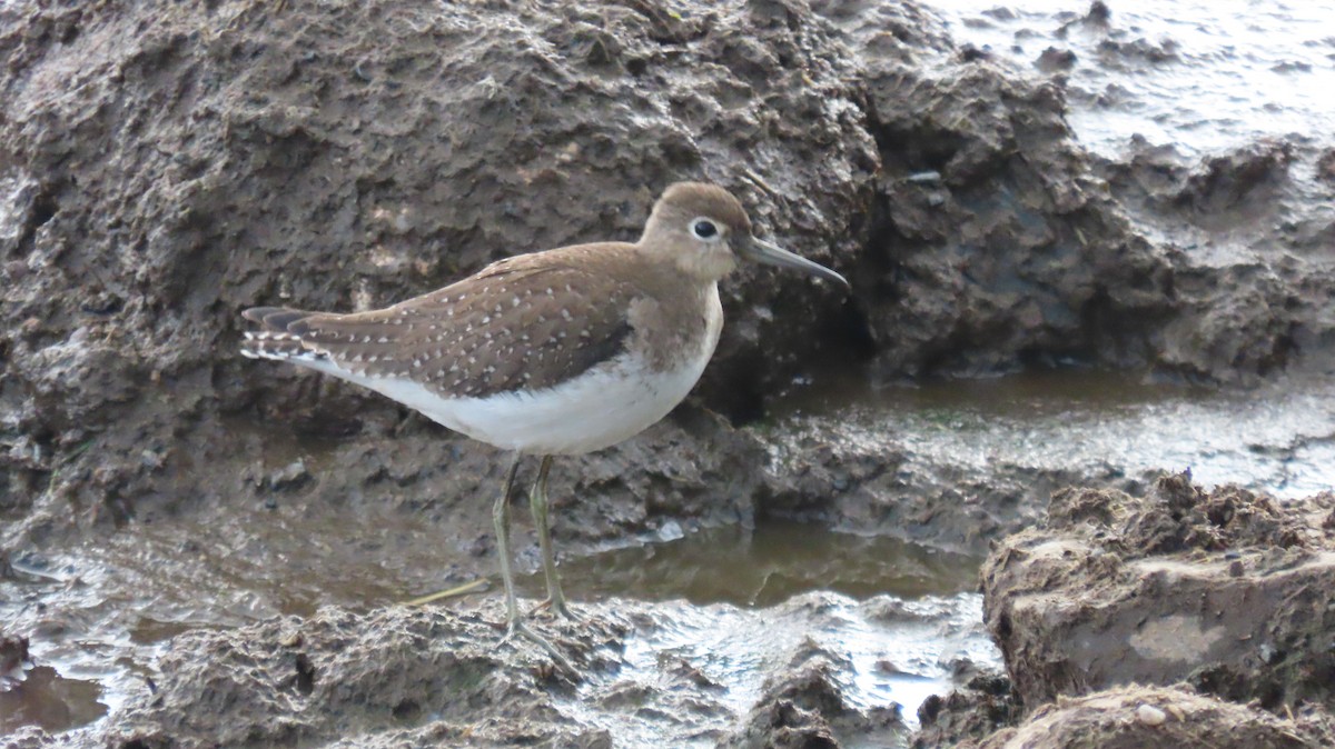 Solitary Sandpiper - Mary Kennedy