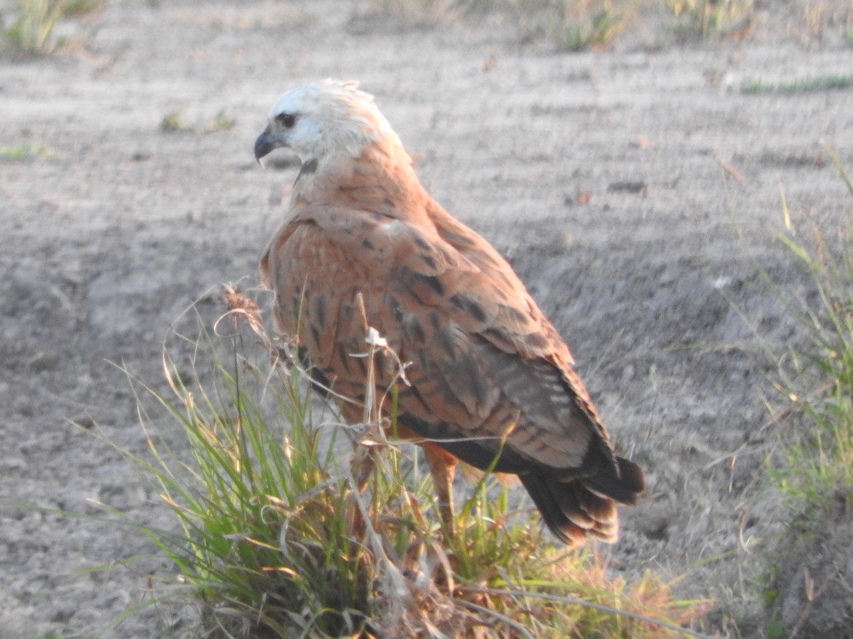 Black-collared Hawk - ML610082351