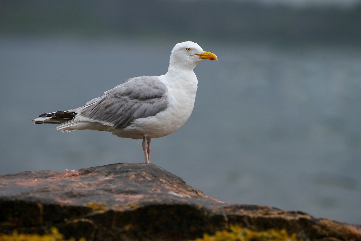 Herring Gull - ML610082358