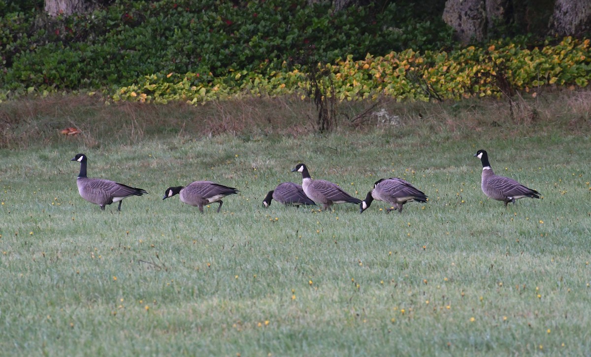 Zwergkanadagans (leucopareia) - ML610082460