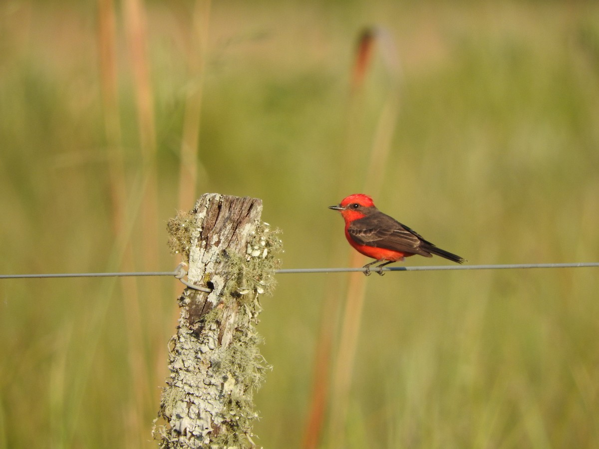 Vermilion Flycatcher - Andres Alejandro  Caric