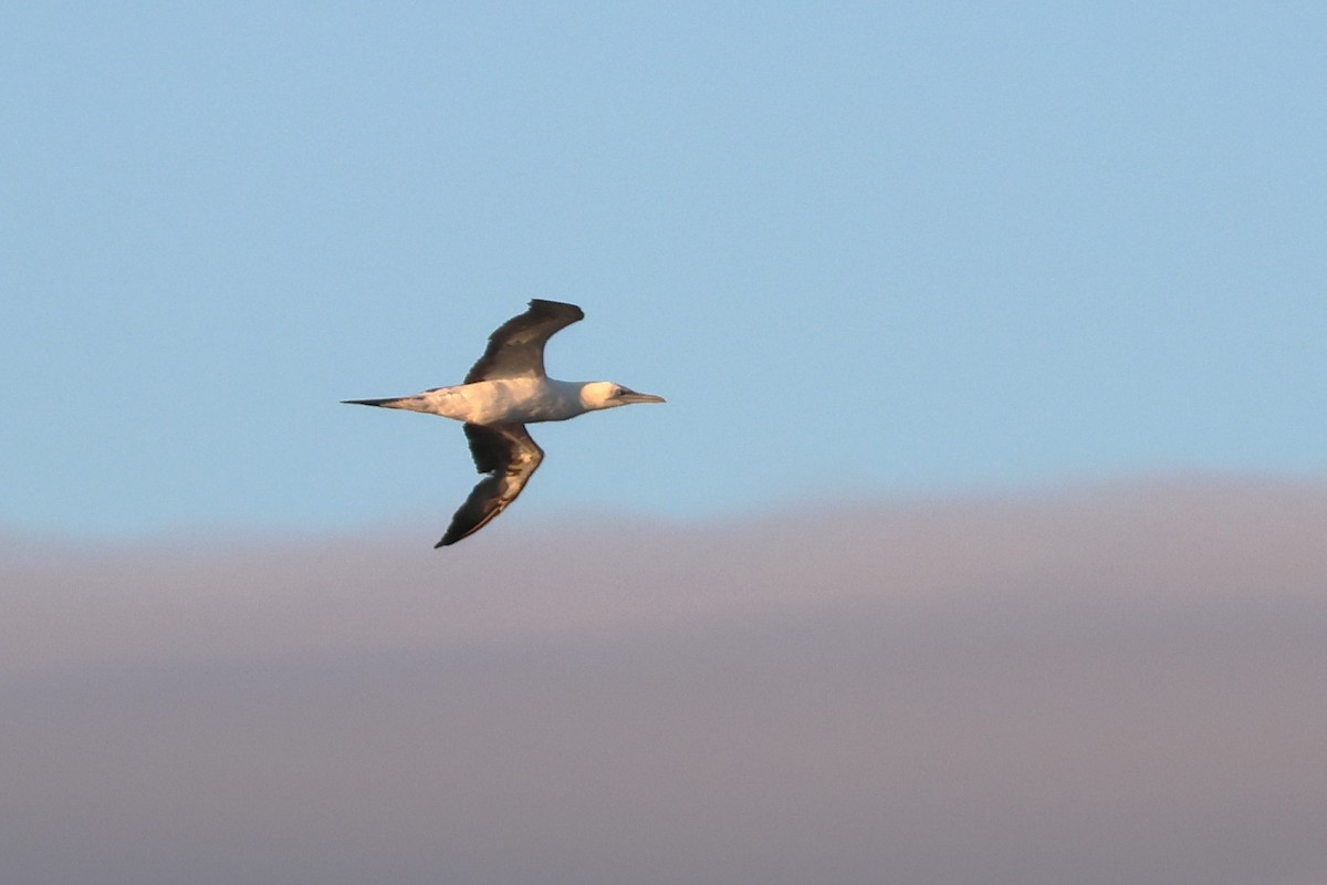 Northern Gannet - ML610082492