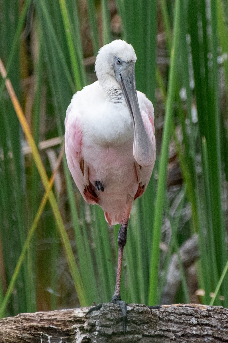 Roseate Spoonbill - ML610082631