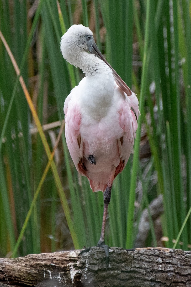 Roseate Spoonbill - ML610082635