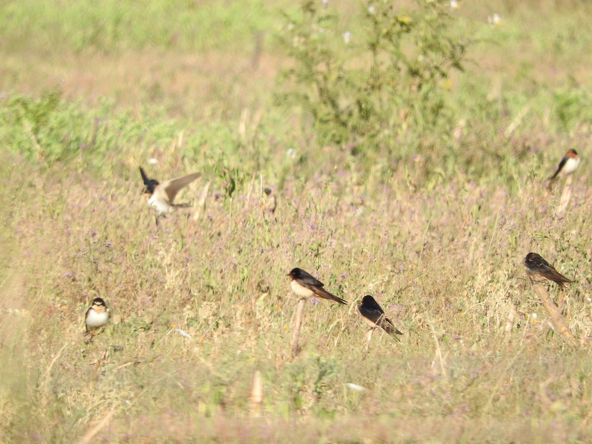 Barn Swallow - ML610082665