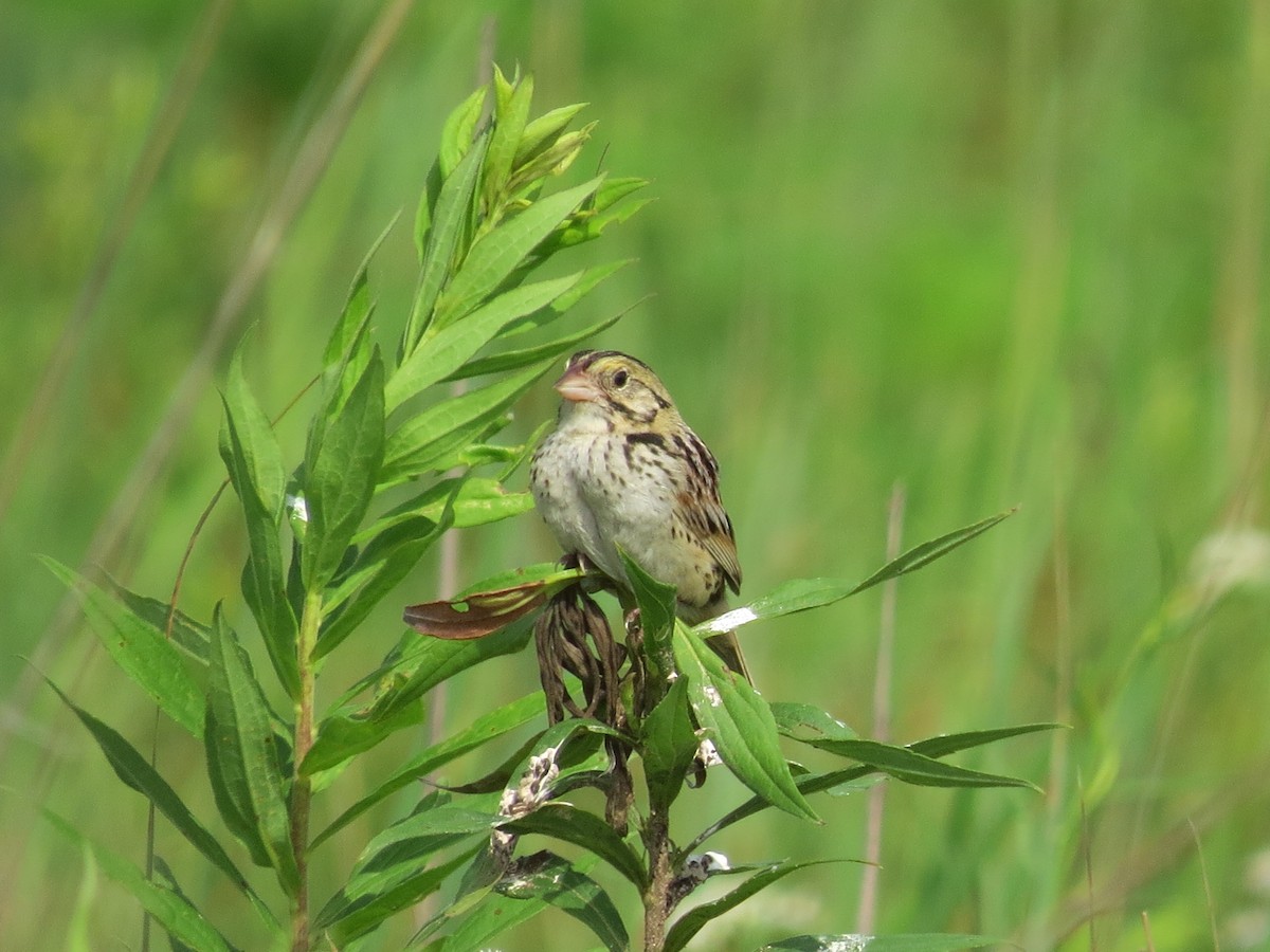 Henslow's Sparrow - ML610082677