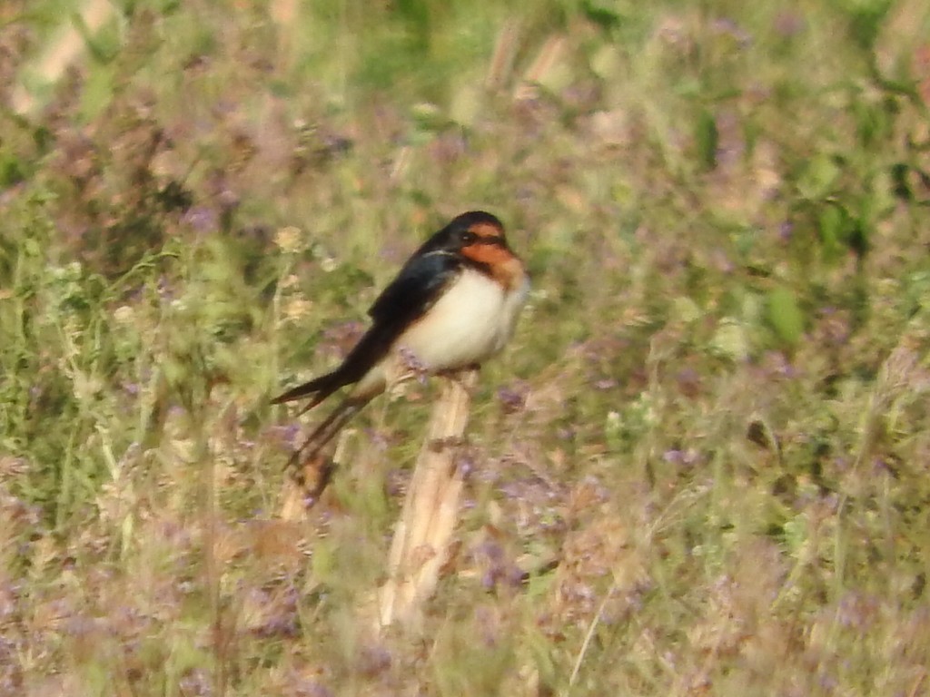 Golondrina Común - ML610082678