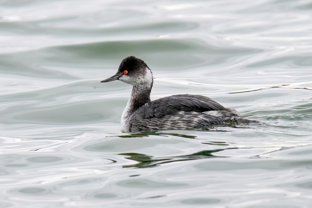 Eared Grebe - Sue Barth