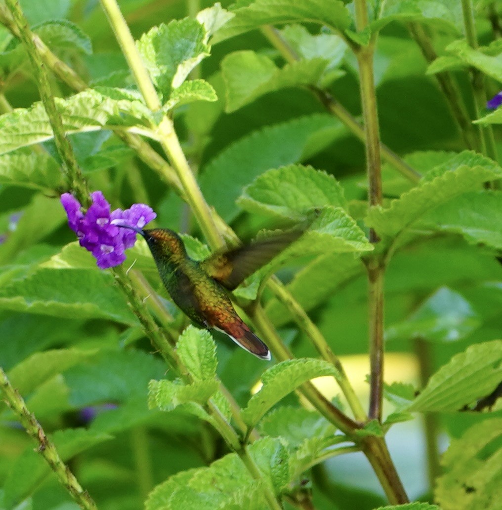 Rufous-tailed Hummingbird - ML610082796
