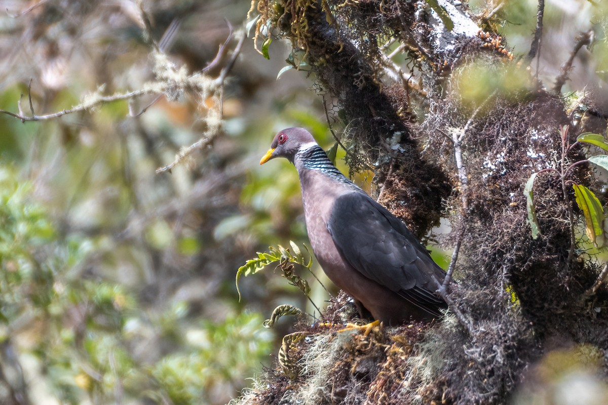 Band-tailed Pigeon - Michael Herrera