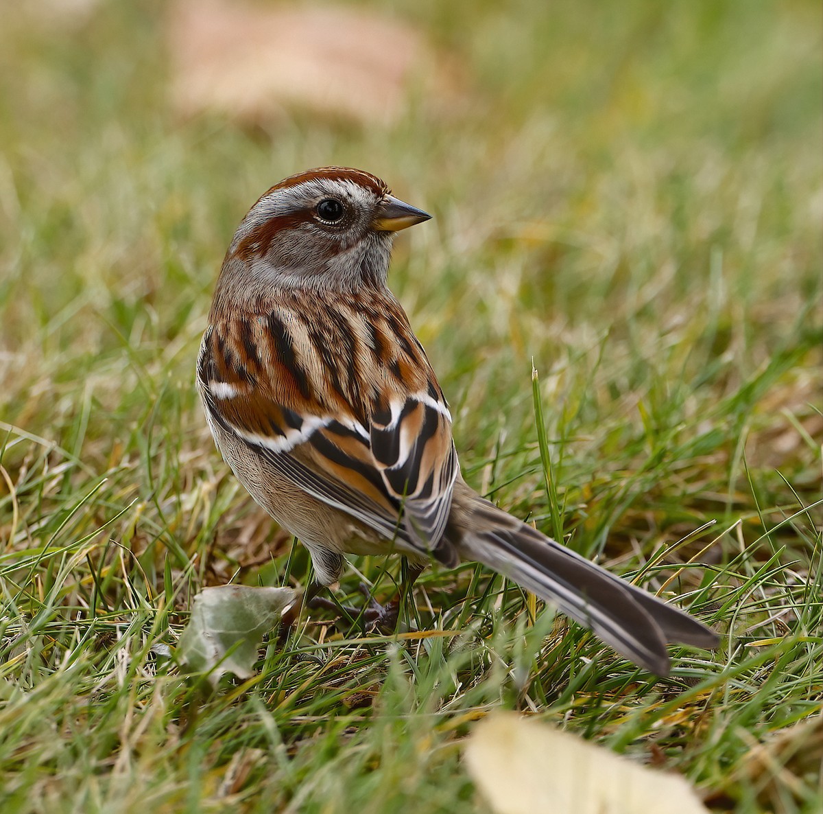 American Tree Sparrow - ML610082926