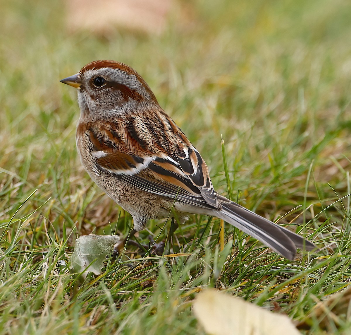 American Tree Sparrow - ML610082932