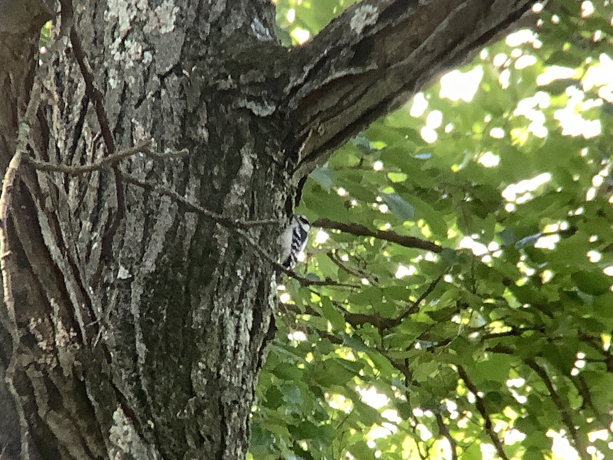 Downy Woodpecker - ML610082941