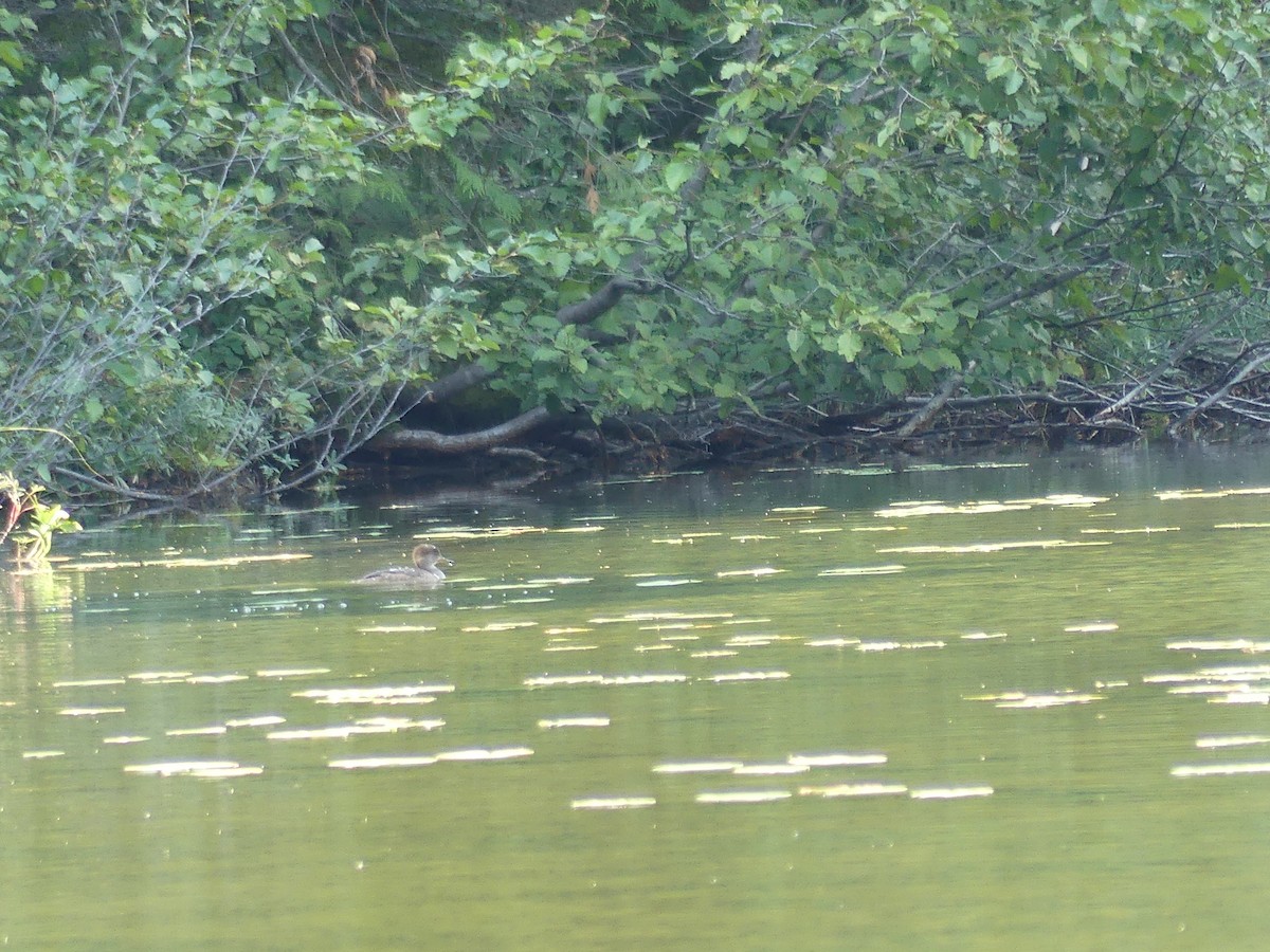 Common Merganser - Jim Guion