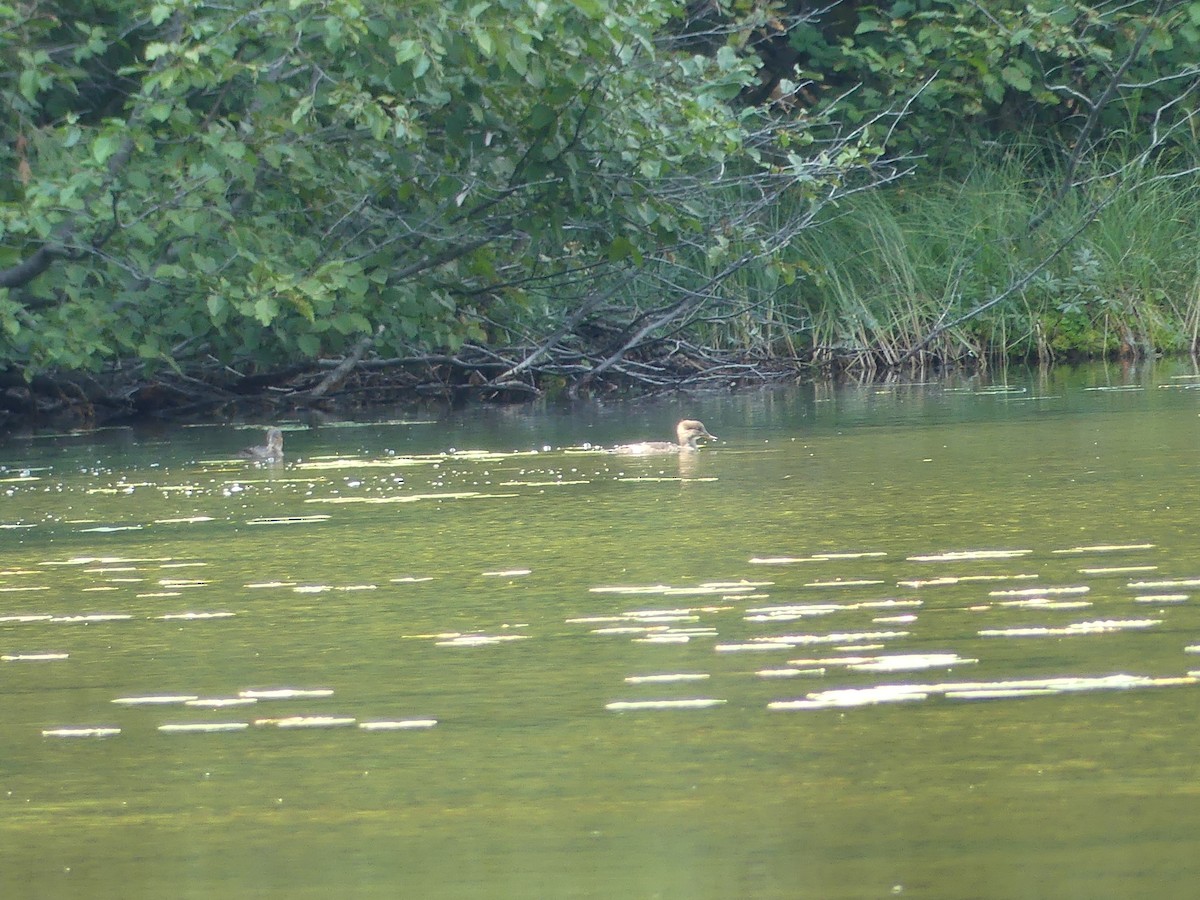 Common Merganser - Jim Guion