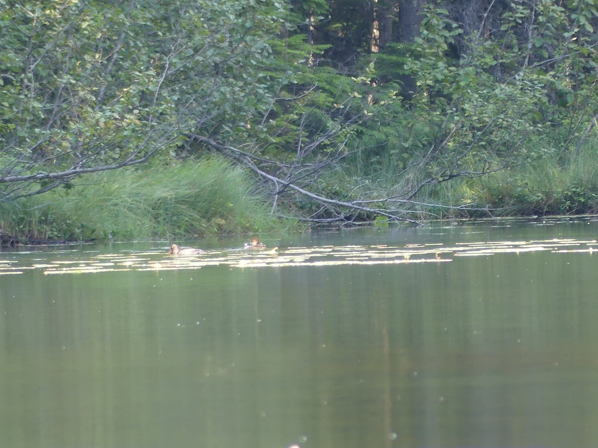 Common Merganser - Jim Guion