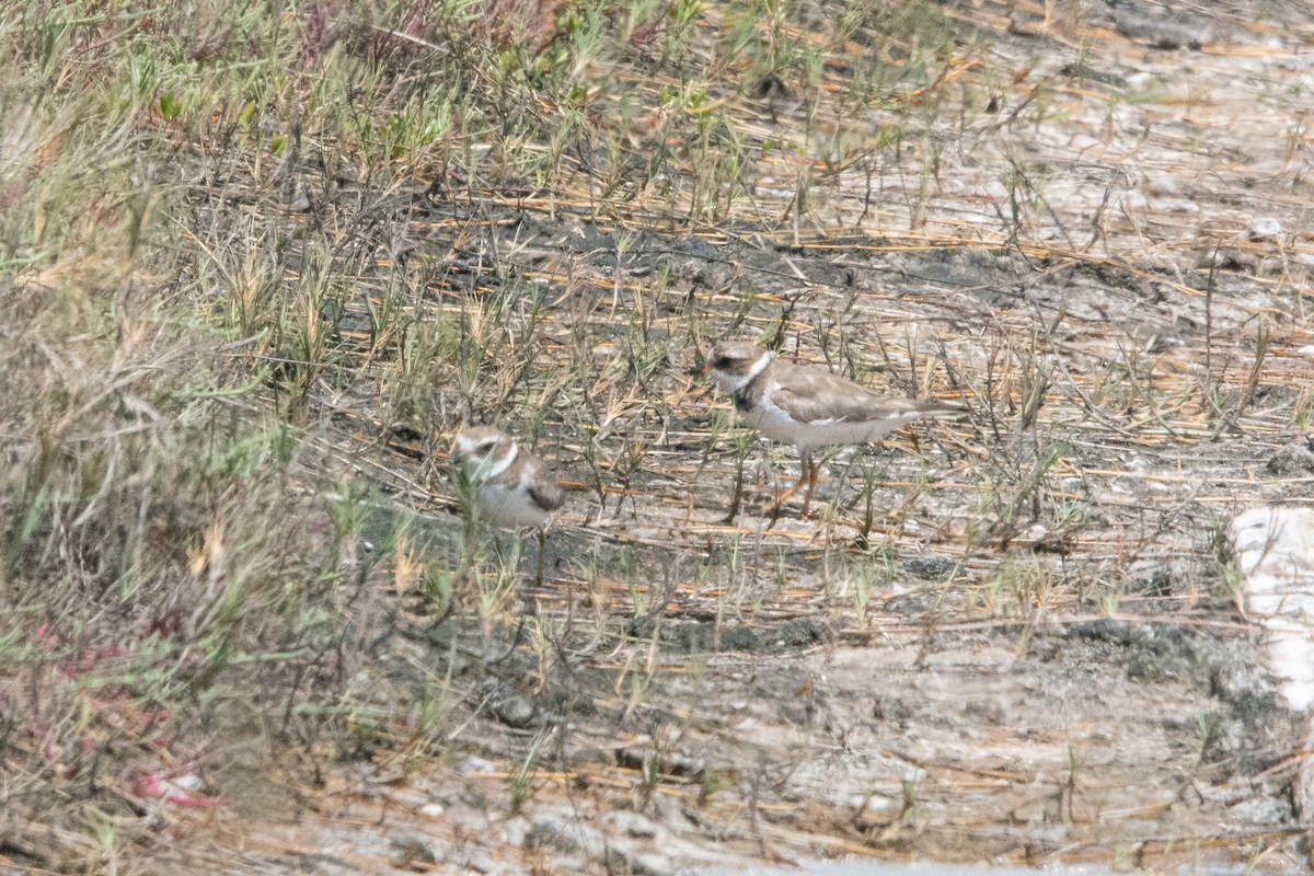 Semipalmated Plover - ML610082952