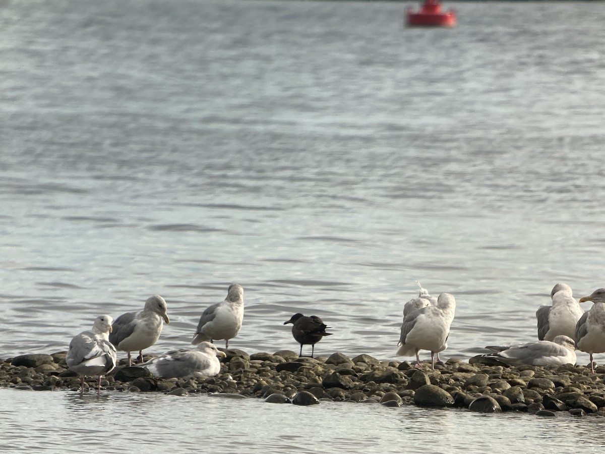 Heermann's Gull - ML610082960