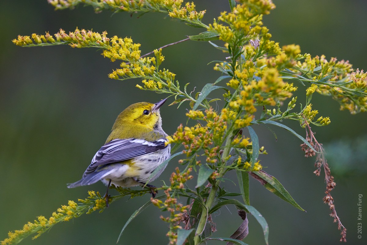 Black-throated Green Warbler - ML610082979