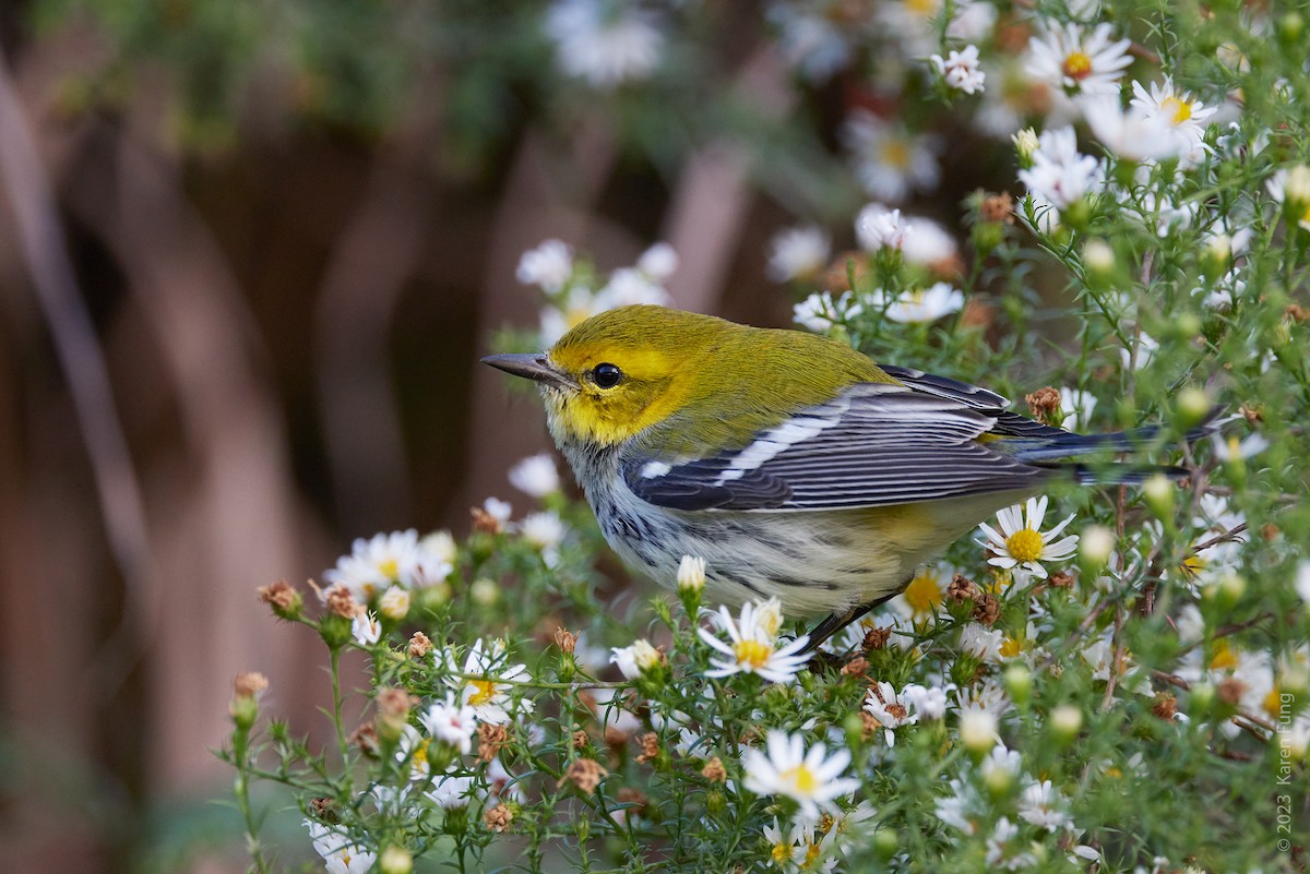 Black-throated Green Warbler - ML610082983