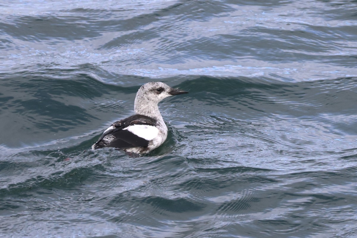 Black Guillemot - David Nelson