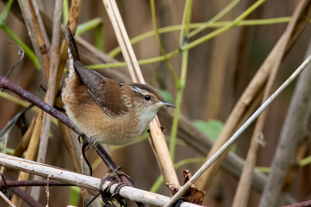 Marsh Wren - Sue Barth