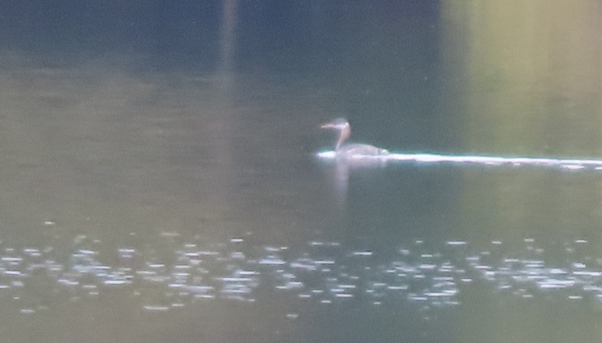 Red-necked Grebe - ML610083129