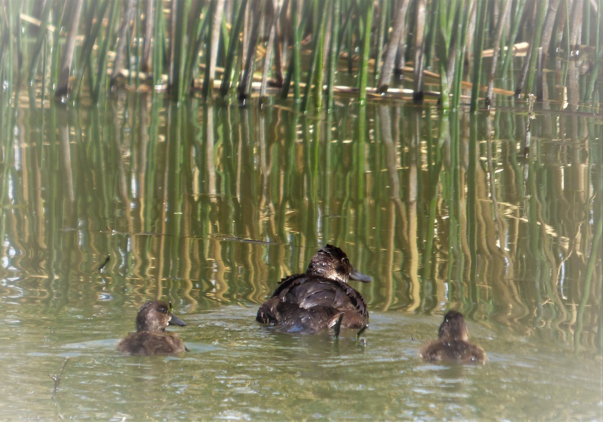 Andean Duck - ML610083188