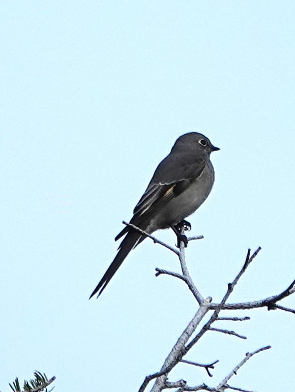 Townsend's Solitaire - ML610083339