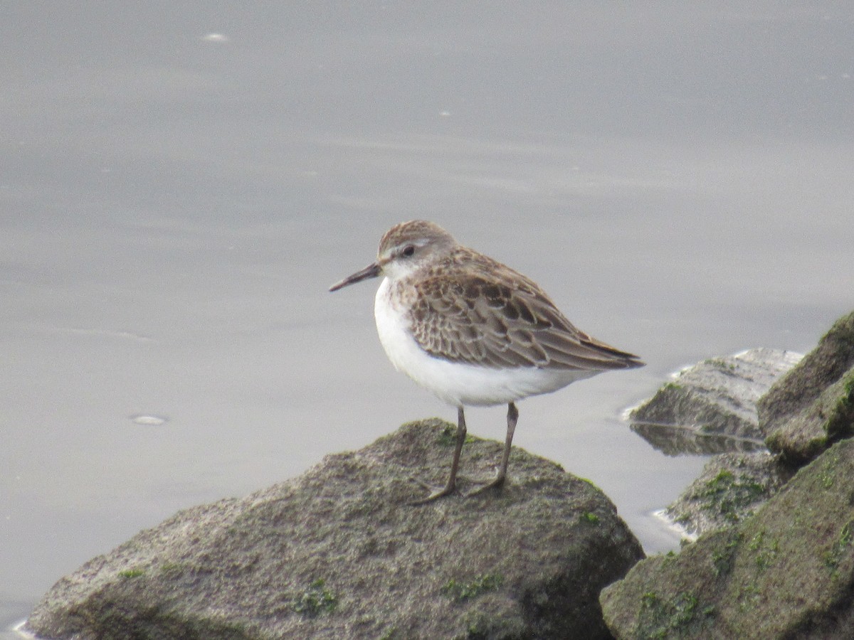 Semipalmated Sandpiper - ML610083409