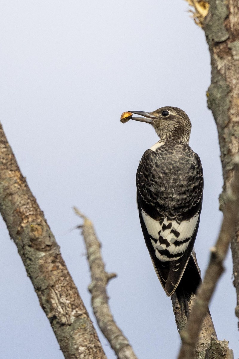 Red-headed Woodpecker - ML610083429