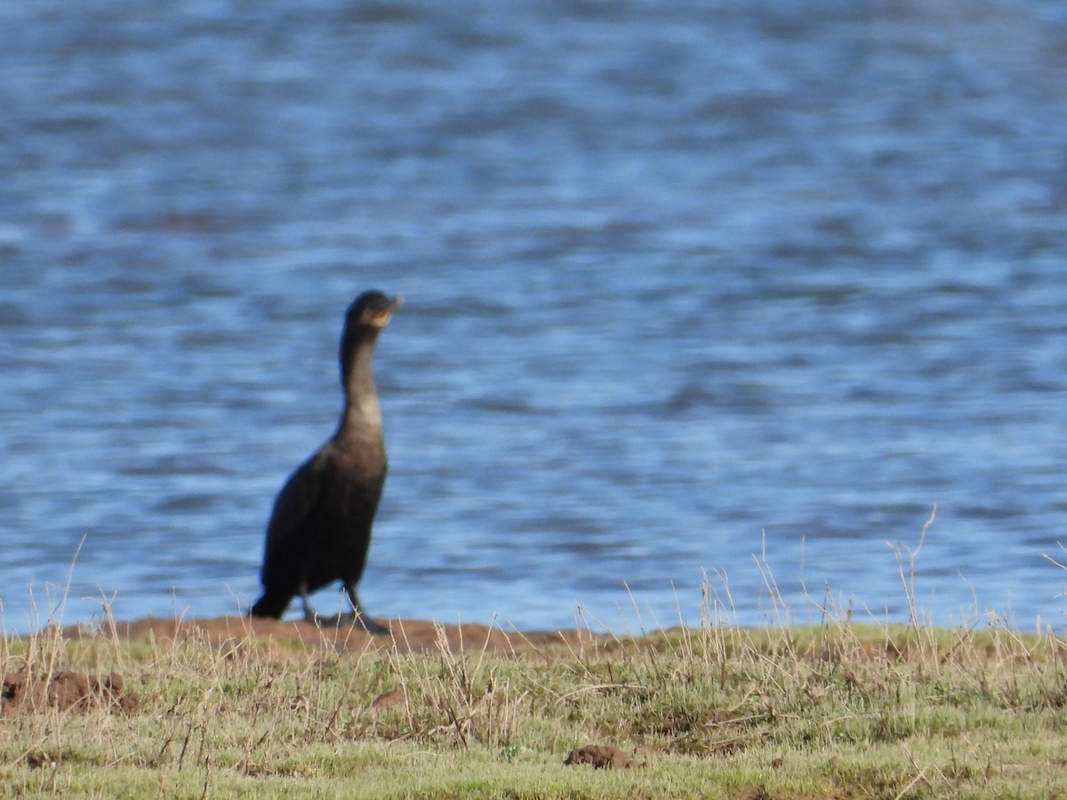 Neotropic Cormorant - ML610083593