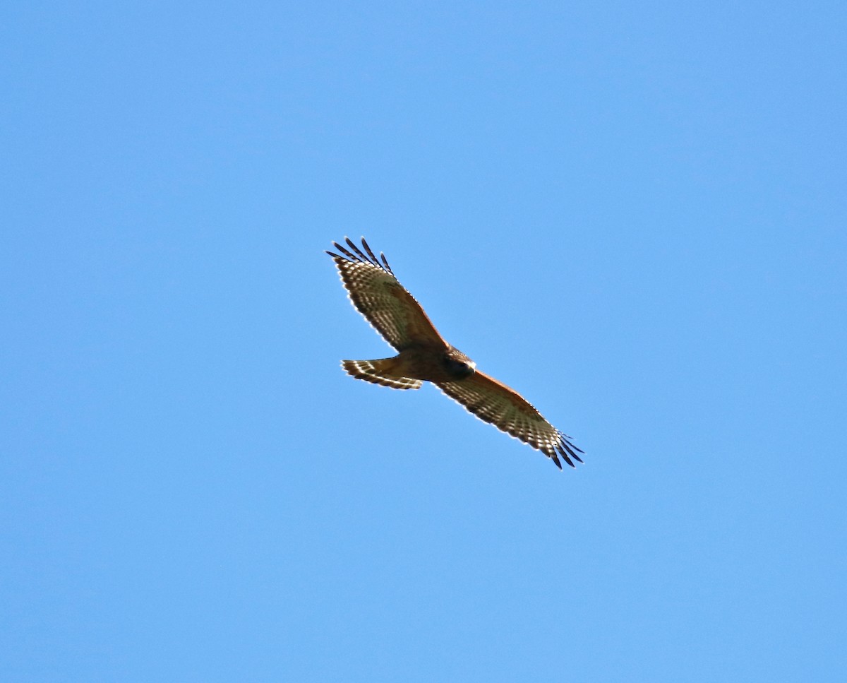 Red-shouldered Hawk - ML610083688
