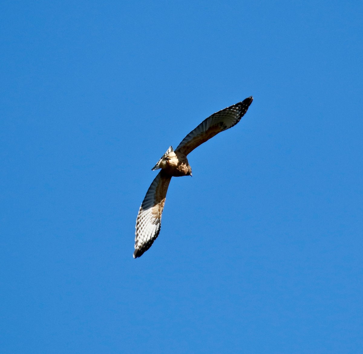 Red-shouldered Hawk - ML610083689