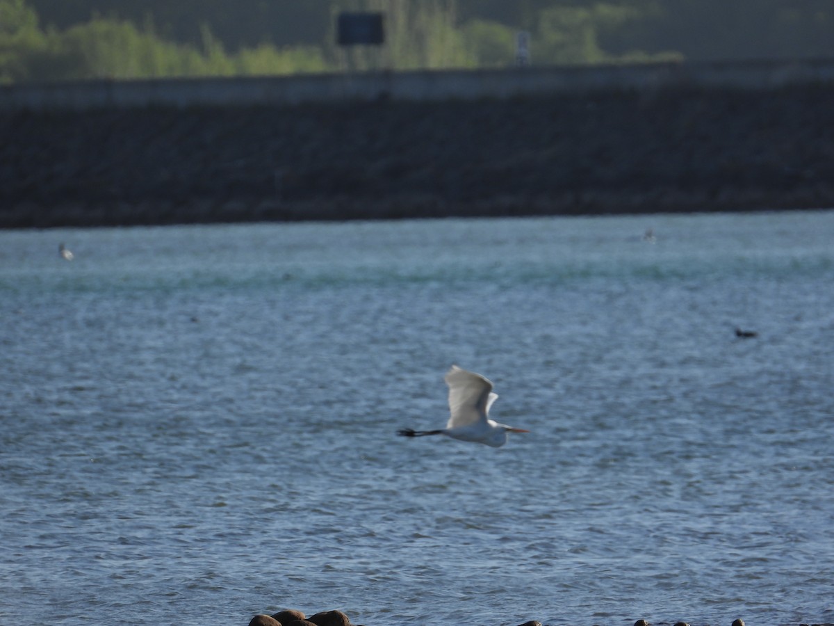 Great Egret - ML610083695