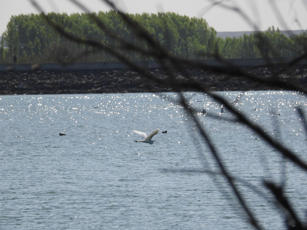 Great Egret - Mónica  Cobelli