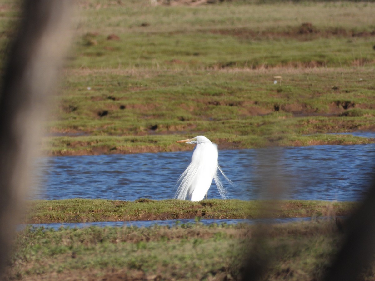 Great Egret - Mónica  Cobelli