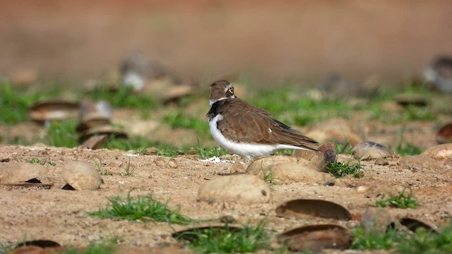 小環頸鴴 - ML610083727