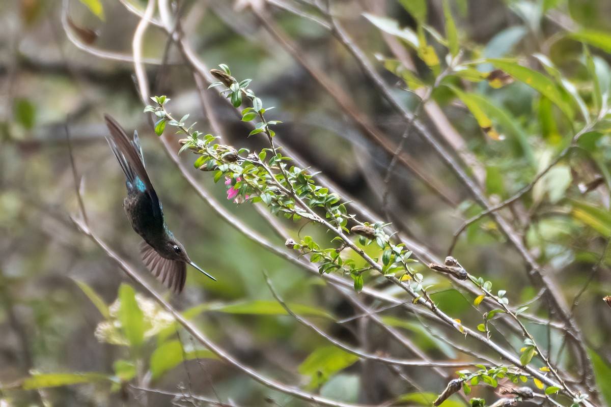 kolibřík modrokřídlý - ML610083755