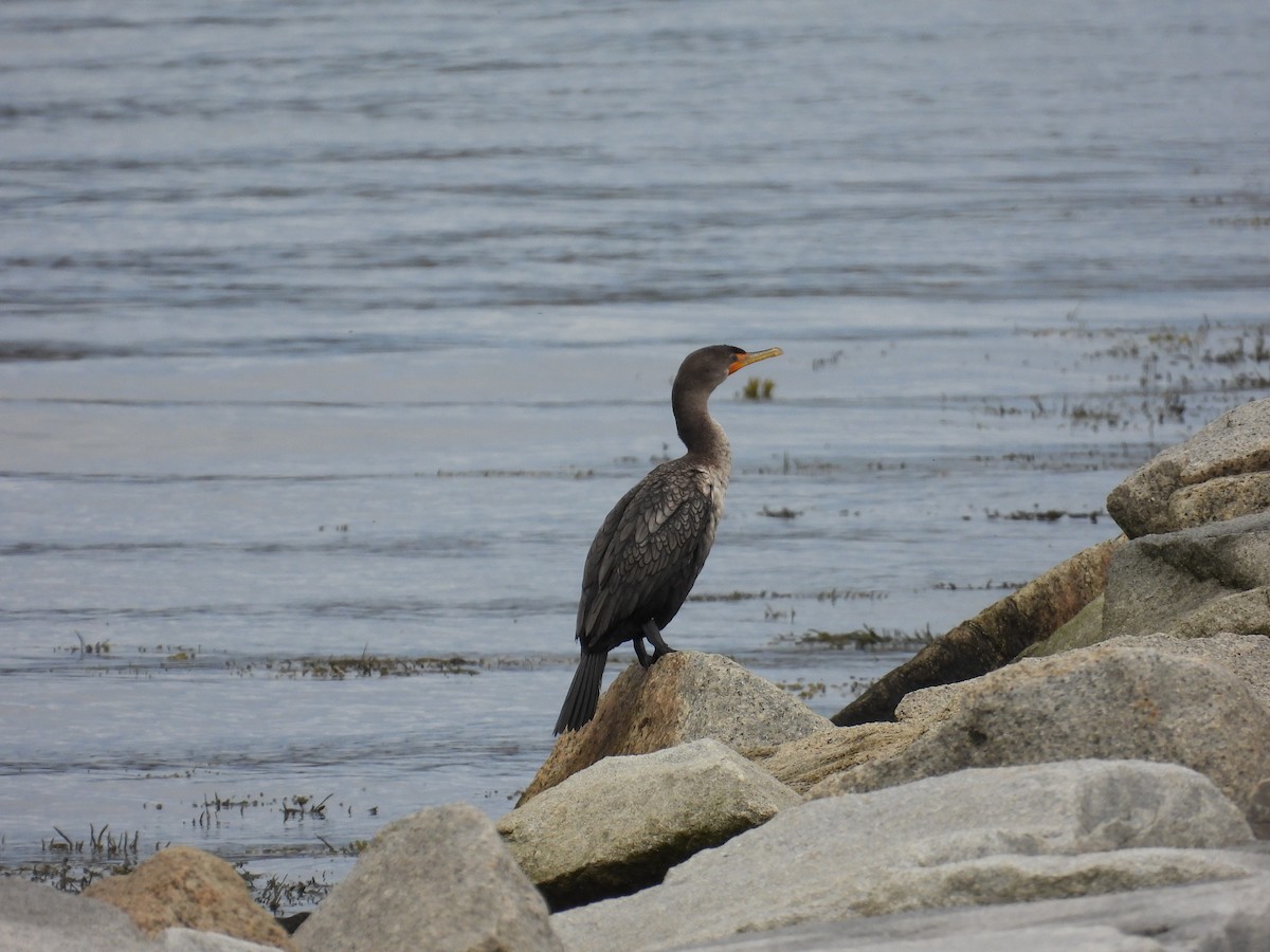 Double-crested Cormorant - Taylor Landry