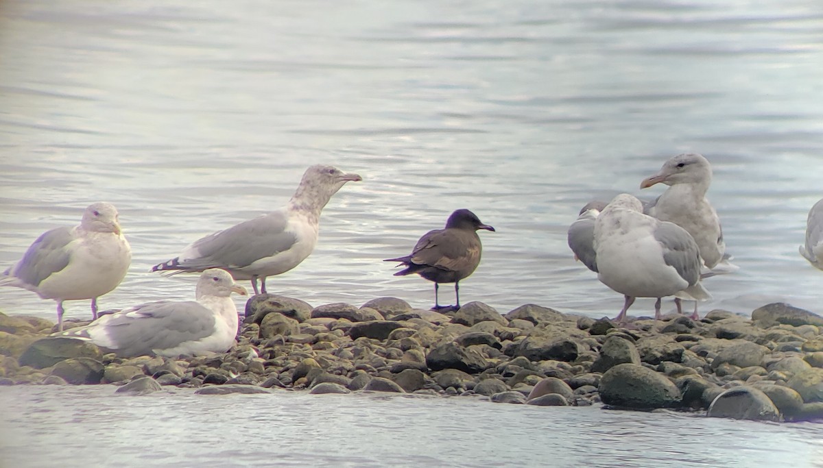 Heermann's Gull - ML610083823